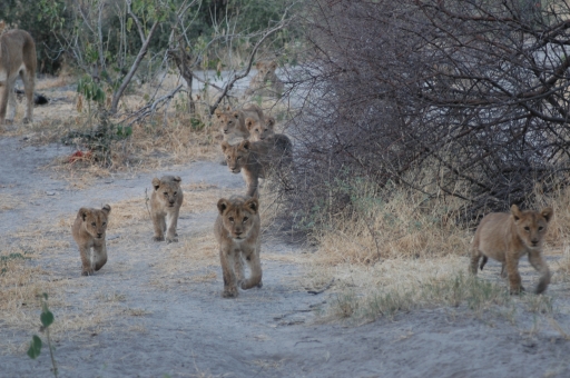 Only eight cubs in this one 